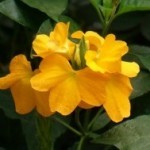 Crossandra fiore forma tubolare