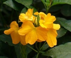 Crossandra fiore forma tubolare