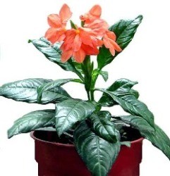 Crossandra foglie ovali