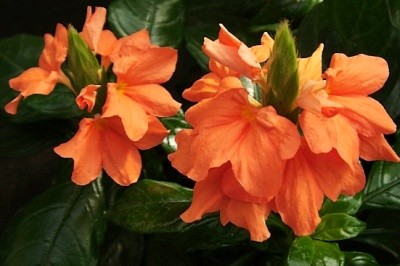 Crossandra Infundibuliformis