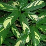 Ctenanthe foglie screziate