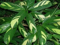 Ctenanthe foglie screziate