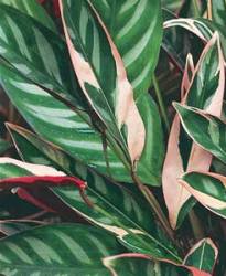 Ctenanthe pianta ornamentale