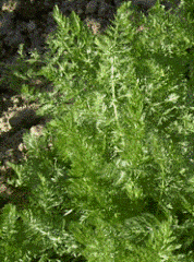 Cumino foglie lanceolate