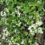 Deuzia foglie lanceolate