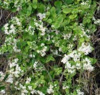 Deuzia foglie lanceolate