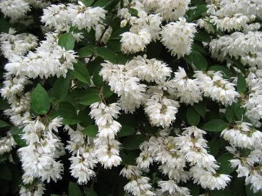 Deutzia