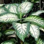 Dieffenbachia foglie grandi