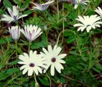 Dimorfoteca foglie lanceolate