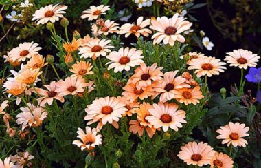 Dimorfoteca Margherita Africana