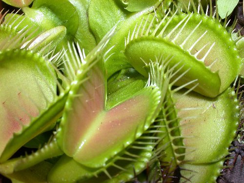 dionaea carnivora