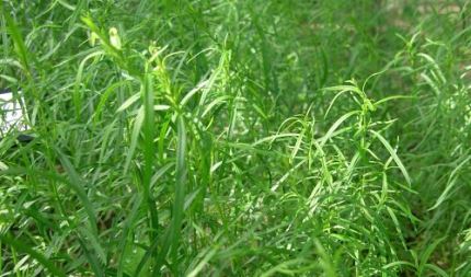 Artemisia Dracunculus