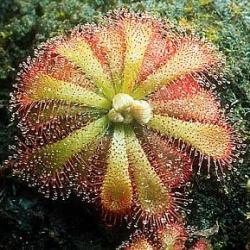 Drosera foglie con tentacoli
