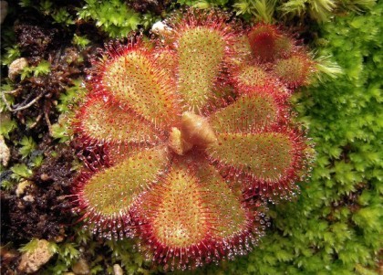 Drosera Droseraceae
