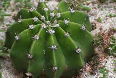 Equinopsis Echinopsis Eryesii