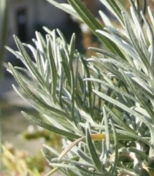 Foglie lineari