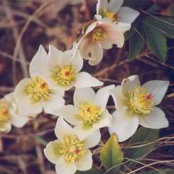 Elleboro fiore a cinque petali
