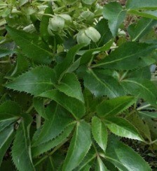 Elleboro foglie palmate