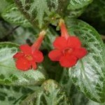 Episcia fiore corolla tubolare
