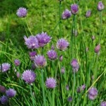 Allium schoenoprasum