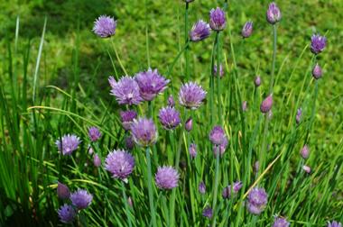 Allium schoenoprasum