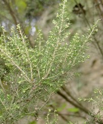 Erica fiori campanulati