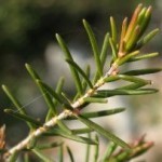 Erica foglie aghiformi