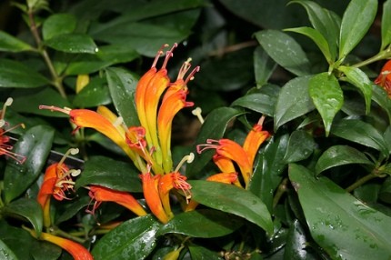 Escinanto Aeschynanthus