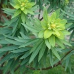 Euforbia foglie lanceolate