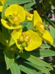 Euphorbia fiore ombrelliforme