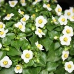 Exacum fiore cinque petali