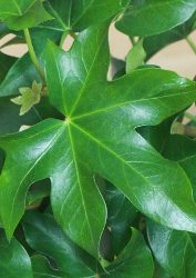 Foglie a cinque lobi