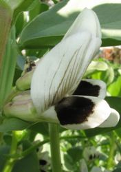 Fava fiore con macchia nera