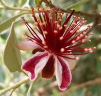 Feijoa petali carnosi