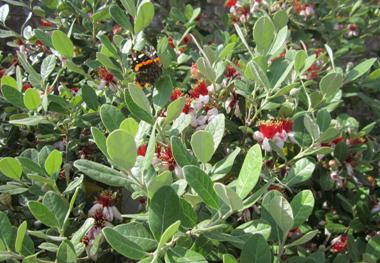 Feijoa Acca sellowiana