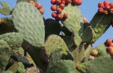 Fico d'India Opuntia ficus