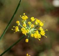 Finocchio fiori ermafroditi