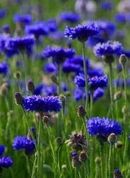 Fiordaliso fusto ramificato