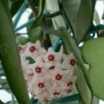 Fiore di cera foglie carnose