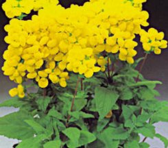 Fiore di scarpetta foglie ovali