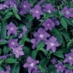 Fiori di Zaffiro fiore a stella