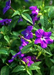 Fiori di Zaffiro foglie ovoidali