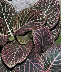 Fittonia foglie ovali