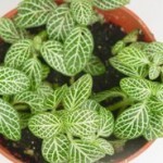 Fittonia fusti carnosi