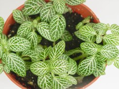 Fittonia fusti carnosi