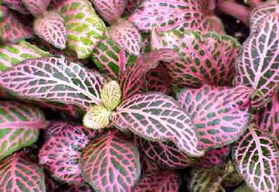 Fittonia Verschaffeltii
