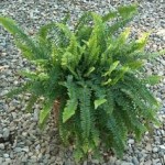 Felce pianta carmofite