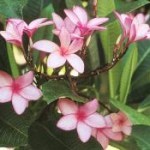 Frangipane fiori penducolati