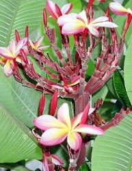 Frangipane fusti fibrosi