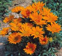 Gazania infiorescenza capolino